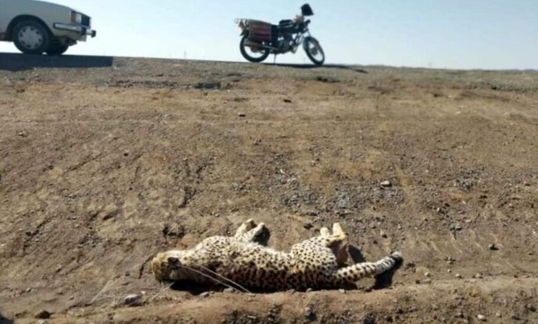 ۳۰ کیلومتر کاهش سرعت مجاز در جاده عباس‌آباد-میامی برای حفاظت از جان یوزپلنگ ایرانی