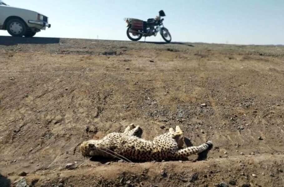 ۳۰ کیلومتر کاهش سرعت مجاز در جاده عباس‌آباد-میامی برای حفاظت از جان یوزپلنگ ایرانی
