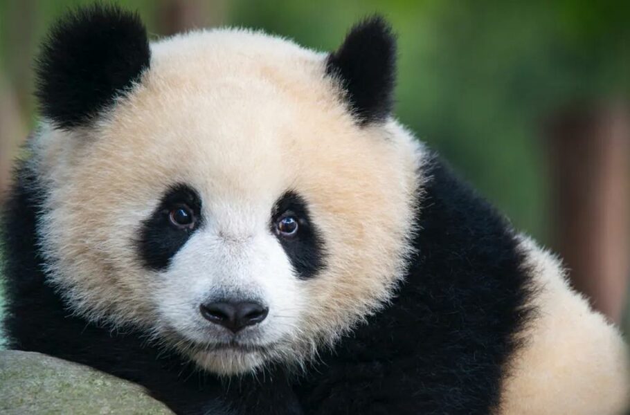 بقایای یک پاندای غول‌پیکر در مقبره سلطنتی قدیمی در چین پیدا شد