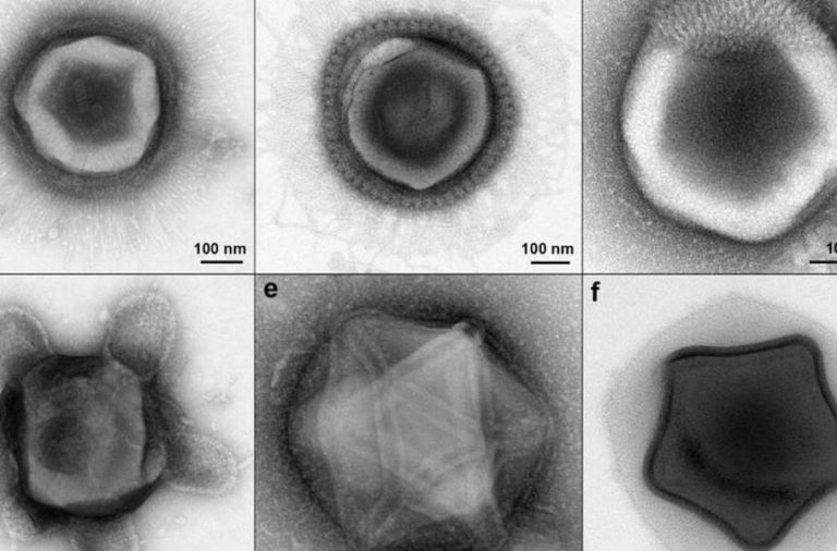 دستاورد جالب دانشمندان: کشف ویروس‌های غول‌پیکری با اشکالی شبیه ستاره، لاک پشت و شیشه عطر!