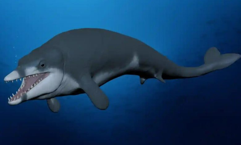 فسیل یک نهنگ کوچک با قدمت 41 میلیون سال در مصر کشف شد