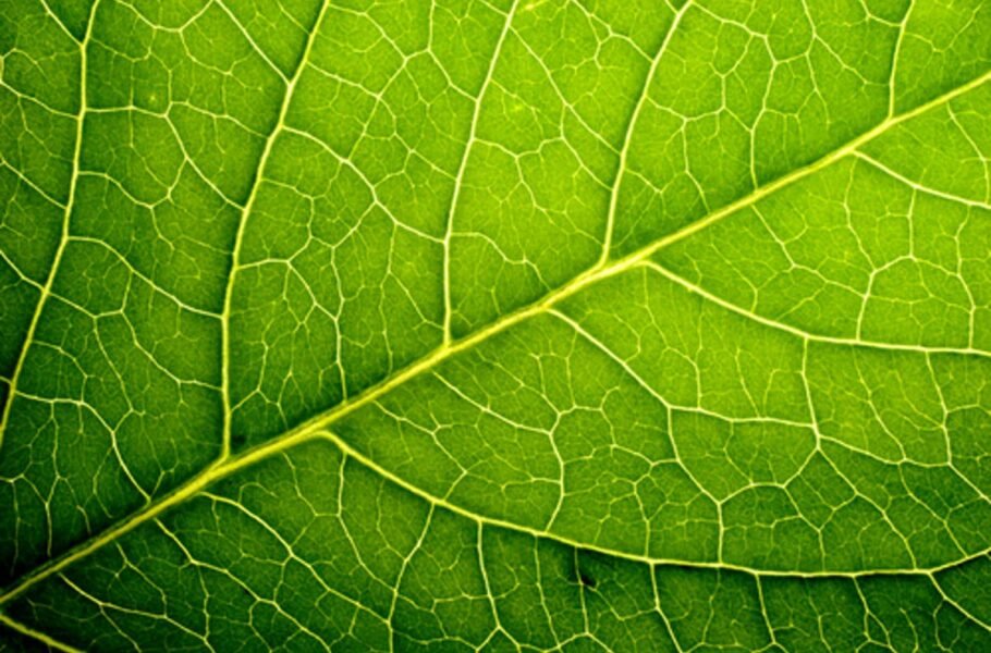 فناوری جدیدی که با الهام از برگ گیاهان، بهتر از پنل‌های خورشیدی موجود برق تولید می‌کند