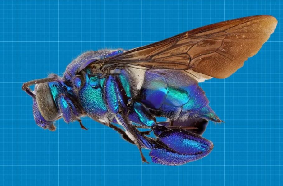 محققان: زنبورها 120 میلیون سال پیش به‌وجود آمدند و از انقراض دایناسورها جان سالم به در بردند