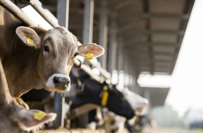 مهندسی ژنتیک برای اولینبار در جهان گاوی با آلودگی متان پایینتر تولید میکند