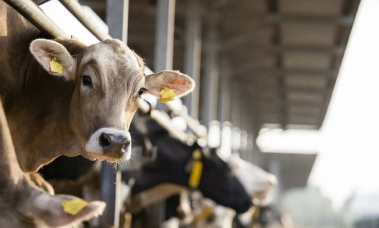 مهندسی ژنتیک برای اولین‌بار در جهان گاوی با آلودگی متان پایین‌تر تولید می‌کند