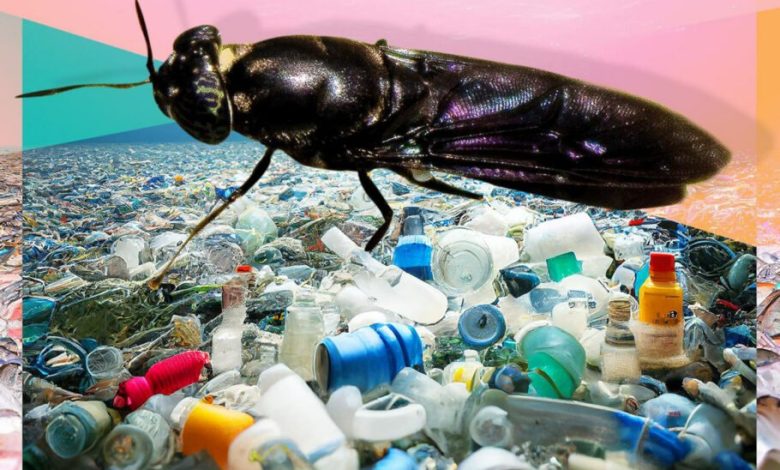 پروژه‌ متفاوت انجمن شیمی آمریکا: ساخت پلاستیک زیست‌تخریب‌پذیر از مگس‌های مرده
