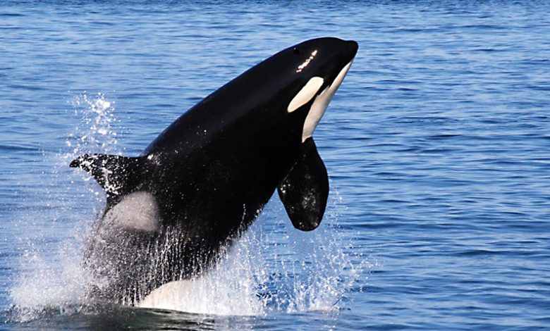چگونه نهنگ‌ ها به بزرگترین جانوران روی زمین تبدیل شدند؟