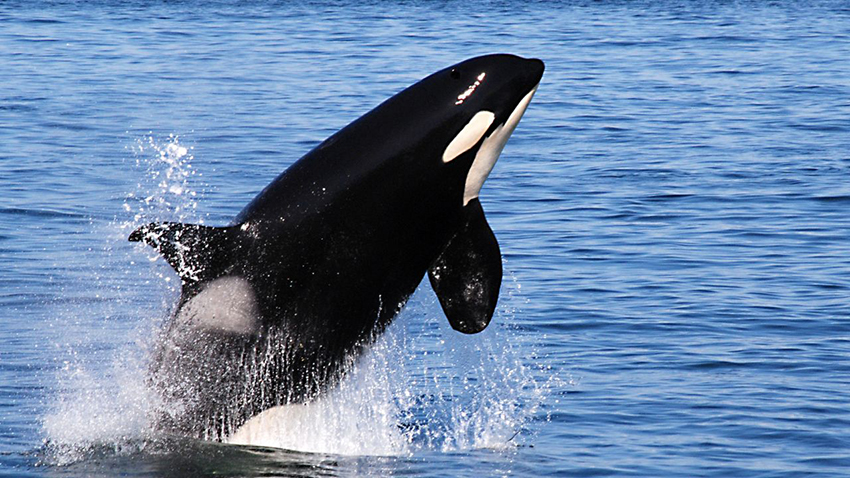 چگونه نهنگ‌ ها به بزرگترین جانوران روی زمین تبدیل
شدند؟