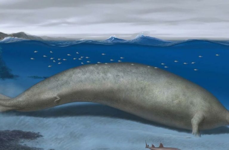 کشف نهنگ غول‌پیکر باستانی که می‌تواند سنگین‌ترین حیوان تاریخ باشد