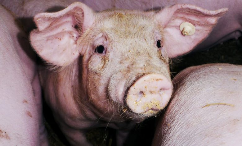 دانشمندان برای اولین بار کلیه انسان را در خوک‌ها پرورش دادند