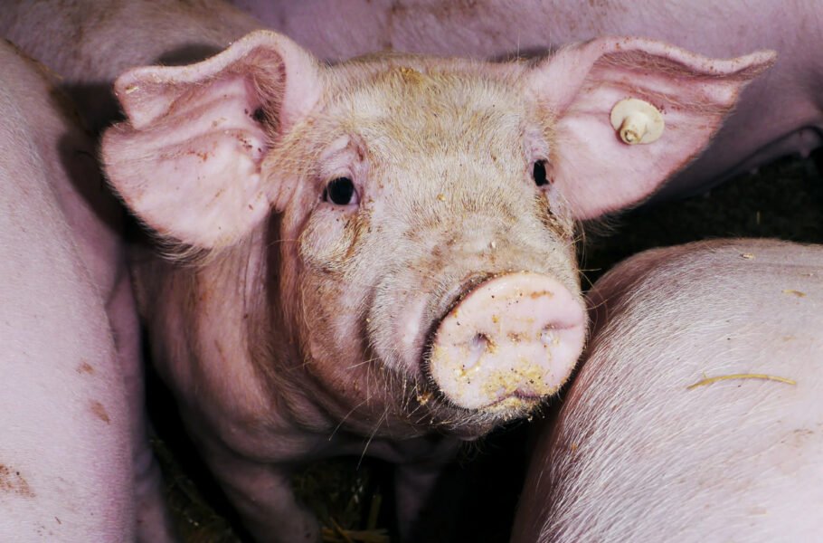 دانشمندان برای اولین‌بار کلیه انسان را در خوک‌ها پرورش دادند