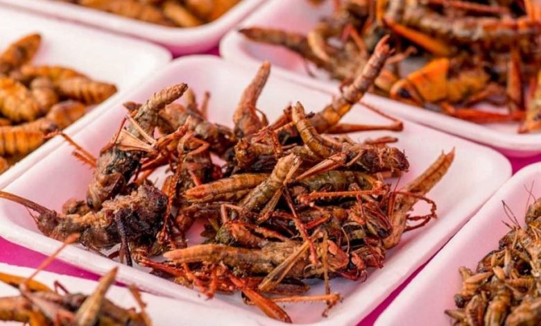 مطالعه جدید: خوردن حشرات می‌تواند به بالا بردن متابولیسم بدن کمک کند