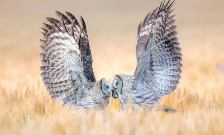 نمایشی از دنیای زیبای پرندگان؛ برندگان مسابقه عکاسی پرندگان سال 2023 اعلام شدند
