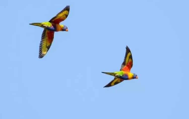 سقوط ناگهانی طوطی‌های رنگی در آسمان استرالیا + تصویر