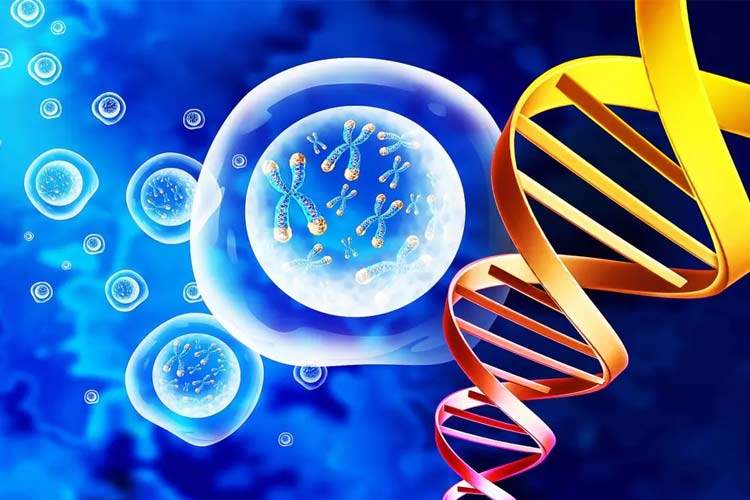 بدن انسان در دو سن خاص شروع به تحلیل رفتن می‌کند