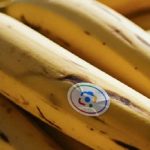از ویدیوهای آبرنگی تا ویرایش چت‌محور تصاویر؛ گوگل کاربرد Nano Banana را گسترش می‌دهد
