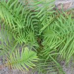 چین برای نخستین بار عناصر نادر خاکی را از گیاه زنده استخراج کرد