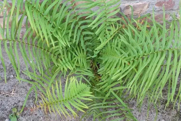 چین برای نخستین بار عناصر نادر خاکی را از گیاه زنده استخراج کرد